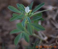 Image result for Trigonella foenum-graecum