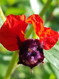 Find bat flower from a vast selection of plants, seeds & bulbs. Batface Scarlet Plant Cuphea Llavea Urban Perennials