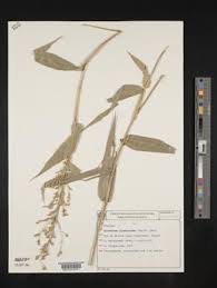 Image result for Acroceras zizanioides