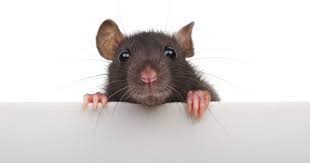 Keep Your Home Pest-Free This Fall With These 3 Simple Tips | The Killers Pest  Control