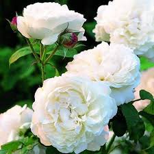 Dof dangkal, fokus pada pusat mekar. 10 Bunga Mawar Putih Paling Cantik Di Dunia Wanita22