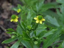 Image result for Ranunculus sceleratus