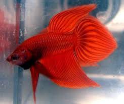 Siamese Fighting Fish Solid Red Spade Tail Male Betta Splendens Betta Siamese Fighting Fish Betta Fish