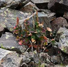 Image result for Ochna oxyphylla