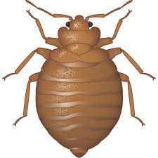 Bed bugs are very unique and a general. Chemical Treatment For Bed Bugs