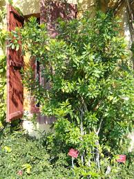 Image result for Strophanthus speciosus