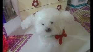 Pom Pom Ornament Dog How To Cocuklar Icin Orgu Ipinden Sus Kopegi Yapim Orgu Kiz Bebek Oyuncaklari Sus