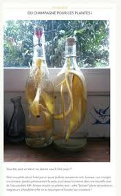 Engrais Liquide A Base D Eau Et De Peau De Banane Jardin Dans Une Bouteille Pelures De Banane Astuce Jardin
