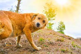 See reviews, photos, directions, phone numbers and more for skyline veterinary hospital locations in daly city, ca. Vet Near Me Daly City Ca 94015 City Pet Hospital