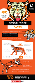 Top 17 Bengal Tiger Facts Diet Habitat Speed More Facts Net