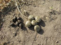 Maybe you would like to learn more about one of these? Identify Poo The Wildlife Trusts