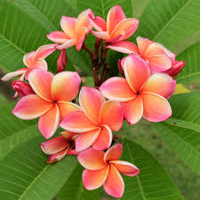 Allium Ampeloprasum In 2020 Plumeria Flowers Flower Pots Beautiful Flowers