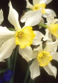Old House Gardens Heirloom Bulbs Daffodil Bulbs Spring Flowering Bulbs Daffodils
