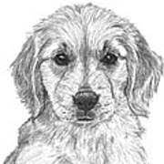 Golden retriever realistic puppy drawing. Golden Retriever Jessie Puppy Drawing By Kate Sumners