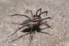 It is impossible to give specific advice without be. 17 New York Spiders That Will Make Your Skin Crawl Newyorkupstate Com