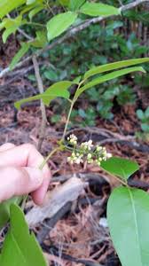 Image result for Xylocarpus