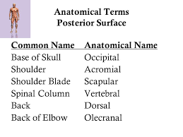 The anatomical name for the tailbone is the? Chapter 1 The Anatomical Position Medical Terminology Ppt Download