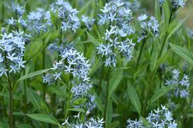 Image result for Tabernaemontana inconspicua