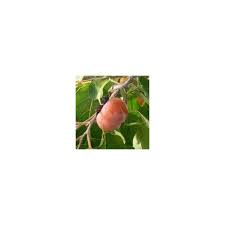 Kaki Virginiana Meader Frederic Cochet Porte Greffe Jardin Foret Astringent