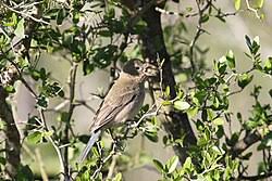 Image result for Passerina