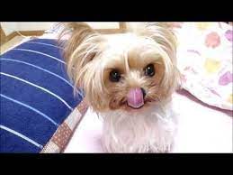 ナッツを少々 チャオっ子りさ yorkie lisa 2019 10 26 ヨークシャーテリア チャオ りさ