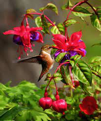 Beautiful birds and flowers wallpapers. Flowers And Birds Pictures Download Free Images On Unsplash