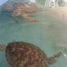 Terdahulu, beliau merasmikan program hari penghargaan ranger di pusat konservasi dan penerangan penyu di padang kemunting yang turut dihadiri pengarah jabatan perikanan melaka mohd ghazali a manap. Pusat Konservasi Penerangan Penyu Melaka Non Profit Organisation