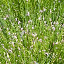 Image result for Eleocharis variegata