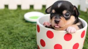 This is the most common type of hernia and is located around a direct hernia can also affect your dog's reproductive organs. An Umbilical Hernia Puppy Injury What You Need To Know