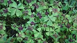 Image result for Oxalis anthelmintica
