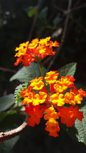 免费图片 花 花 自然 黄色 黄色的花 红色的花 hippopx red flowers flowers nature yellow flowers