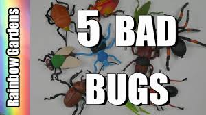 Maybe you would like to learn more about one of these? 5 Bad Bugs And How To Rid Them From Your Garden Aphids Scale Worms Beetles Youtube