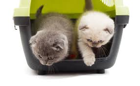 Can you crate train a cat? Crate Training Cats It Can Be Done Billings Animal Family Hospital Blog