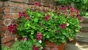 Image result for Geranium vagans