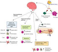 This pathway maintains a continuous electrical connection between your brain and your muscles. Schematic Representation Of The Cns Immune System Crosstalk There Are Download Scientific Diagram