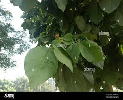 Image result for Fernandoa