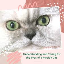 Check spelling or type a new query. Understanding And Caring For The Eyes Of A Persian Cat Sweet Purrfections
