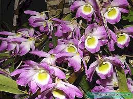 Jaman dahulu daun dan akarnya pun dapat. Dendrobium Foto Dan Spesies Pembiakan Dan Penjagaan Di Rumah Tumbuhan