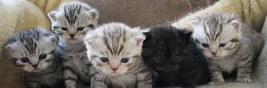 As well as many rescues cats for sale, there are a huge variety of breeds available, including persian cats, ragdoll cats and siamese cats. Ellanvannin And Doublestar British Blue Shorthair Breeding Cattery