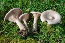Image result for Clitocybe multiceps