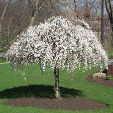 If you want a weeping tree that flowers in the spring, a weeping cherry is an excellent choice. Flowering Trees Small Ornamental Trees Perfect For Your Area Small Ornamental Trees Fast Growing Trees Ornamental Trees