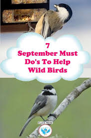 September Bird Of The Month Bird Watching Guide September To Help Backyard Birds Wild Bird Scoop Wild Birds Backyard Birds Wild Birds Unlimited