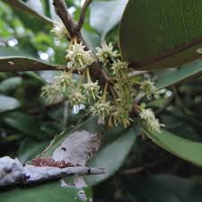 Image result for Manilkara sansibarensis