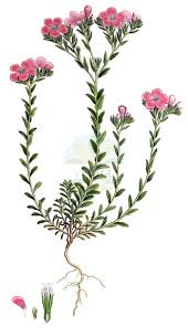 Image result for Linaceae