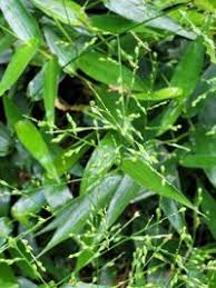 Image result for Acroceras