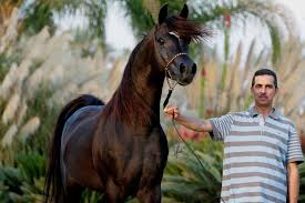Black And Arabian Mix Rhapsody In Black Egyptian Arabian Horses Black Arabian Horse Horses
