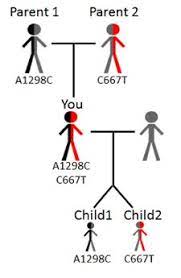 Understanding Genetics