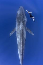 diver photographs large whale beautiful sea creatures blue whale whale