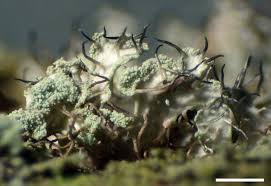 Image result for Polystachya tenella