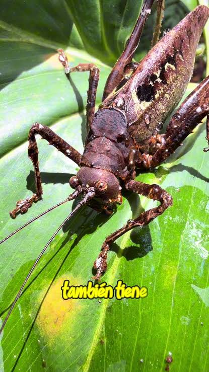 Te apuesto a que no habías visto uno tan grande! 😱 día 207 de de 365 hoy un gran saltamontes! 🦗 #saltamontes #grillos #orthoptera